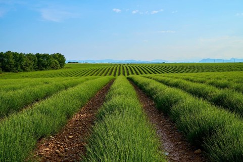 Extensive lavender field (Lavandula), blue sky and trees in the background, summer, Valensole,