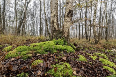 Fog in birch quarry forest (Betula pendula), Emsland, Lower Saxony, Germany, Europe