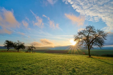 Green orchard meadow, apple tree, under a slightly cloudy sky at sunrise in a quiet landscape,