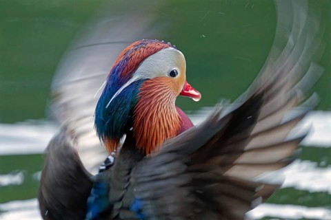 Mandarin duck (Aix galericulata), male, portrait, with outstretched wings, water droplets on the