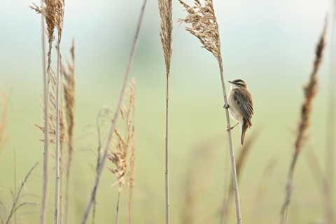 Reed warbler (Acrocephalus schoenobaenus), male on reeds, Lake Neusiedl National Park, Burgenland,