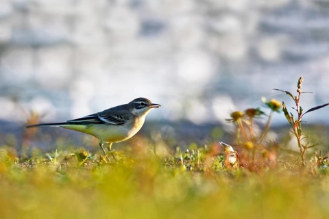 Yellow wagtail (Motacilla flava flava) foraging, Flusslandschaft Peenetal nature park Park,