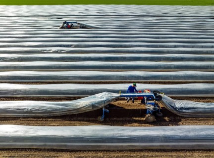 Wesel, North Rhine-Westphalia, Germany, Harvest workers from Eastern Europe harvest the first
