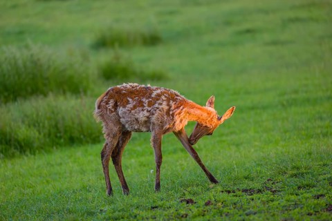 An Altai maral calf Altai wapiti or Altai elk (Cervus canadensis sibiricus) stands in a meadow in