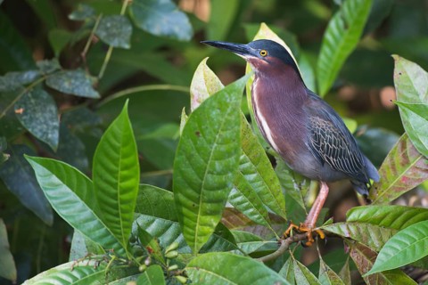 Mangrove heron (Butorides striata), Tortuguero National Park, Costa Rica, Central America