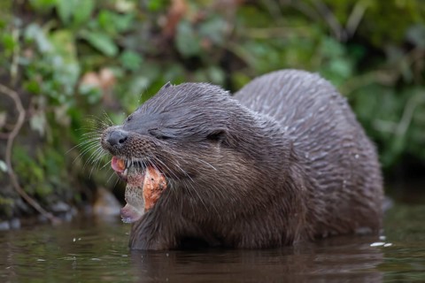 Eurasian otter (Lutra lutra) adult animal eating a fish in a river, England, United Kingdom, Europe