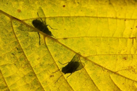 Flesh fly (Sarcophaga crassipalpis) silhouette of two adult insects on a tree leaf in autumn,