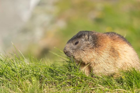 One adult Alpine Marmot, Marmota marmota, feeding on herbs in green grass. Grossglockner high