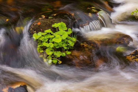 Kleine Ohe creek below Waldhaeuser village in the Bavarian Forest Nationalpark. Flowing water,