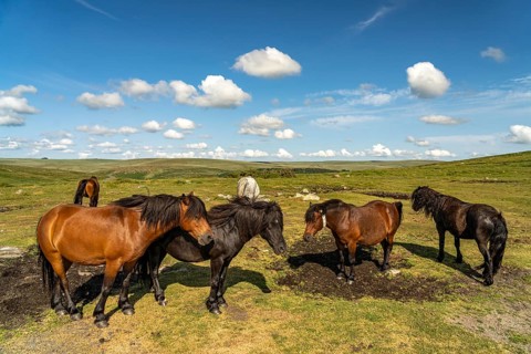 Horses on Dartmoor, Devon, England, Great Britain