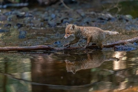 One young red fox, Vulpes vulpes, walking through a shallow forest creek in late light. Searching