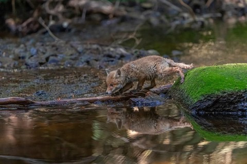 One young red fox, Vulpes vulpes, walking through a shallow forest creek in late light. Searching