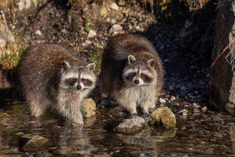Two Raccoons, Procyon lotor, looking for food between the pebbles in shallow water