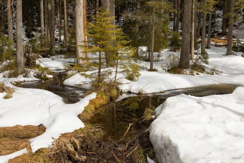 Lake Grosser Arbersee in late winter. The lake and the adjacent forest are snow covered. Germany,