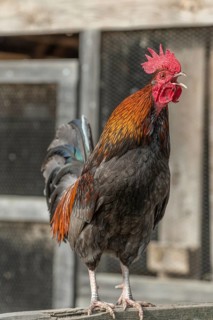Cock crowing in a farm in the countryside. Lower Rhine, Alsace, France, Europe