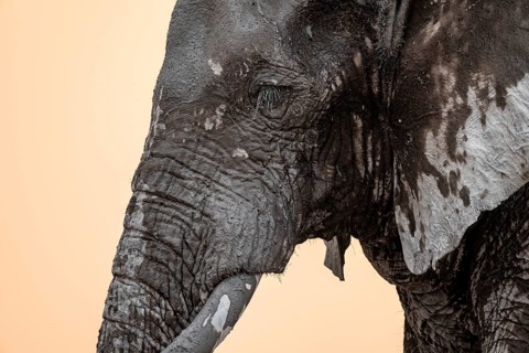 African elephant (Loxodonta africana), adult male, animal portrait, at sunset, Nxai Pan National