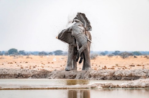 African elephant (Loxodonta africana), adult male, shaking with flapping ears, at the waterhole,