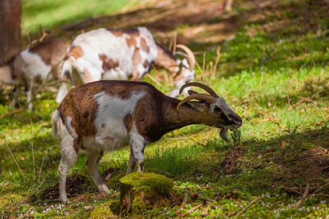A herd of Tauernschecke goats, Capra aegagrus hircus, grazing in a forest