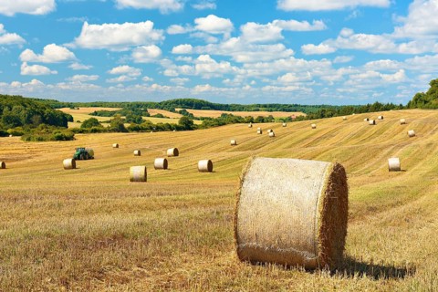 Harvesting straw bales under a blue sky with cumulus clouds, hilly landscape near Angermünde in