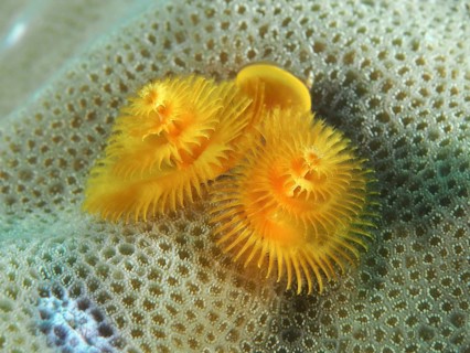 Yellow spiral worms, Indo-Pacific Christmas tree worm (Spirobranchus corniculatus), on a coral in