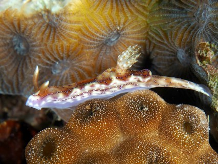 A nudibranch, volcanic star snail (Hypselodoris krakatoa), on corals, dive site Twin Reef,