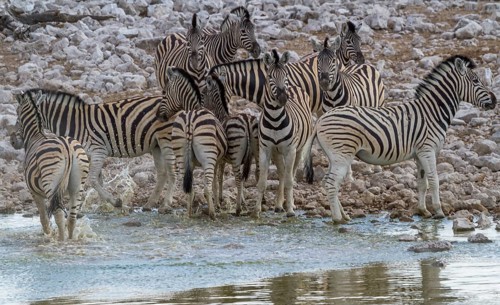 Steppe zebras at a waterhole in Etosha National Park, Namibia, Africa