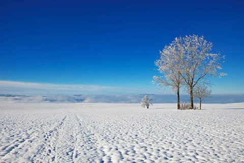 Trees in hoarfrost, Schlatt, Canton Lucerne, Switzerland, Europe