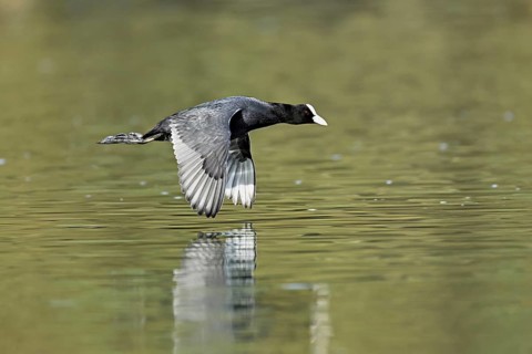 Eurasian Coot (Fulica atra), adult bird flying over the water, Flachsee, Canton Aargau,