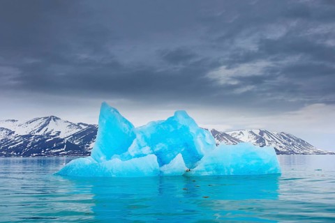 Iceberg, ice floe from calving Monacobreen glacier floating in the Liefdefjorden, fjord in Haakon