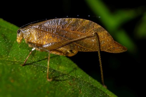 Brown locust (Orophus), sitting on a leaf, at night in the tropical rainforest, Heredia province,