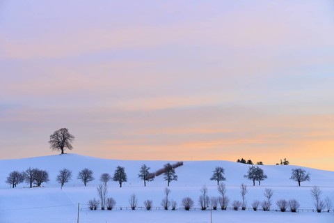 Winter landscape with snow-covered hills and trees under a pastel-coloured sunset, Menzingen, Zug,