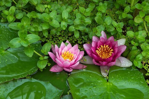 Red and pink water lilies (Nymphaea) on green leaves in a pond, duckweed, pink, Baden-Württemberg,