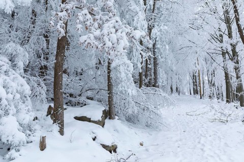 Forest path through the winter forest at Czorneboh, Lusatian Mountains, Saxony, Germany, Europe