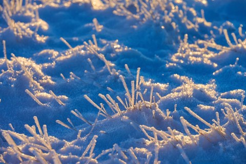 Frost-covered blades of grass in a blue winter landscape, winter, Wasserkuppe, Gersfeld, Rhön,