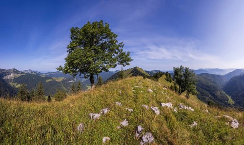 Sycamore maple on the hiking trail to the Königsberger Horn, Osterhorn group, Salzkammergut,