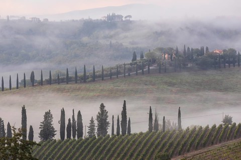 Mist between the hills with wine, individual houses and columnar cypresses, San Gimignano, Tuscany,