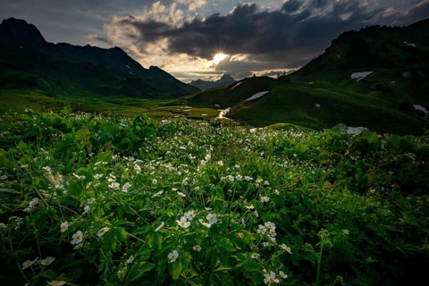 Summit in the morning light with dramatic clouds and anemone in the foreground, Lech,