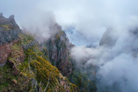 A mountain covered in fog and clouds with blooming Cytisus shrubs. Near Pico de Arieiro, Madeira
