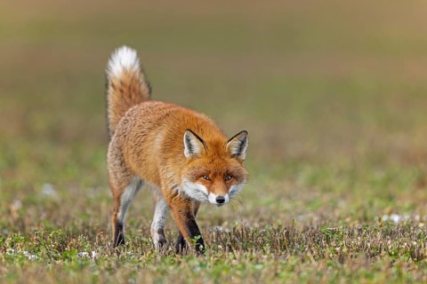 Red fox (Vulpes vulpes), hunting, winter fur, lurking, sniffing, dominant, male, winter landscape,