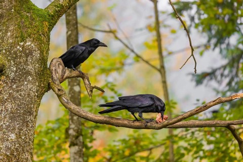 Two common raven (Corvus corax) sit in a tree, one eats a piece of meat