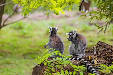 Two ring-tailed lemurs (Lemur catta) are sitting on a rotten tree lying on the ground, eating