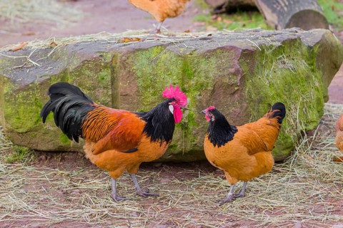 Food envy. A Vorwerk rooster and a hen, Gallus gallus domesticus, picking food on the chicken yard
