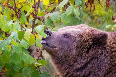 An adult female brown bear (Ursus arctos arctos) eating leaves from a birch tree