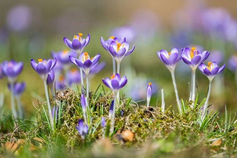 Flowering crocuses (Crocus) in the garden in springtime on a sunny day, Bavaria, Germany, Europe