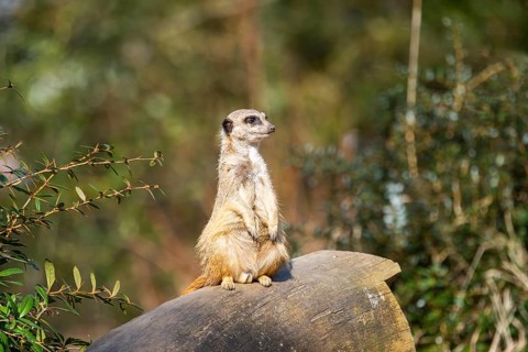 Meerkat (Suricata suricatta) standing sweet and curious in the desert, captive, occurrence Africa