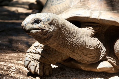 Close-up of head and long neck of Aldabra giant tortoise (Aldabrachelys gigantea) looking out of