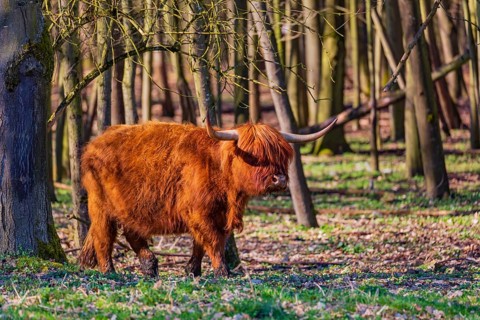 One Highland cow (Bos (primigenius) taurus) walks through a forest