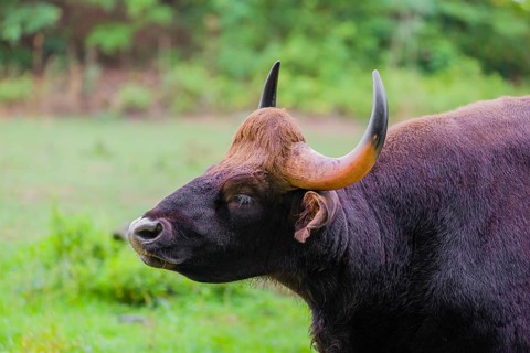 Portrait of a male Gaur (Bos gaurus gaurus) on a pasture