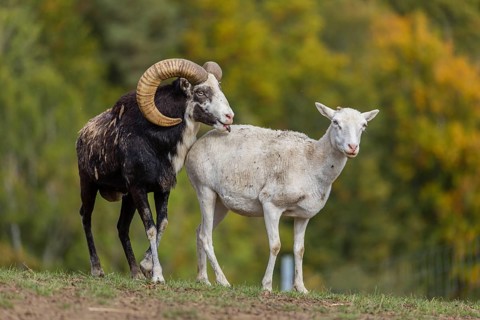 One male snow sheep (Ovis nivicola), or Siberian bighorn sheep checks the readiness of a goat to