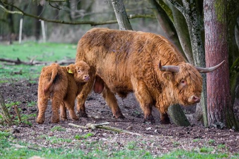 One Highland bull and a calf (Bos (primigenius) taurus) stand at a forest edge